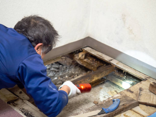 Reliable Pleasant Hill, OH Mold Remediation Solutions