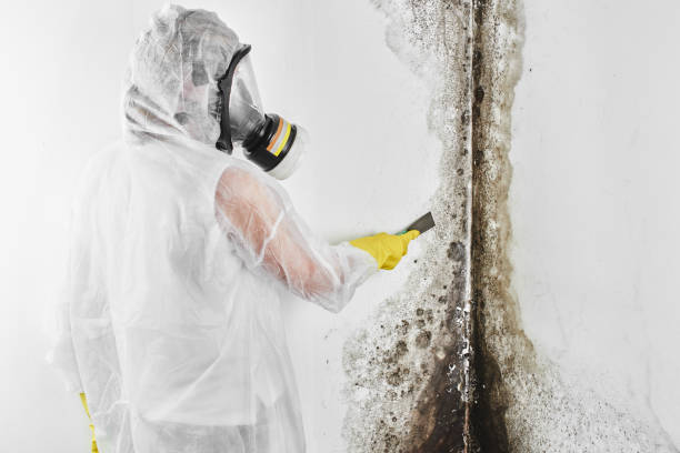 Best HVAC Mold Remediation in Pleasant Hill, OH