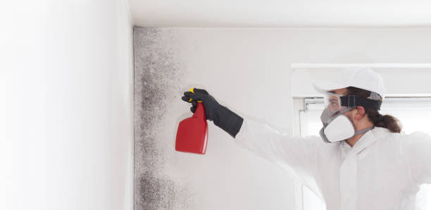Best Emergency Mold Remediation in Pleasant Hill, OH