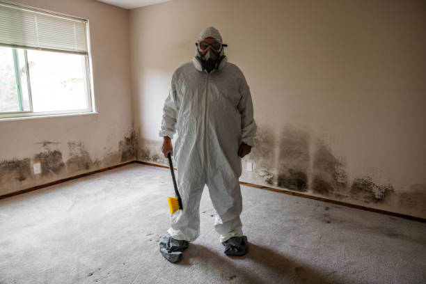Best Black Mold Remediation in Pleasant Hill, OH