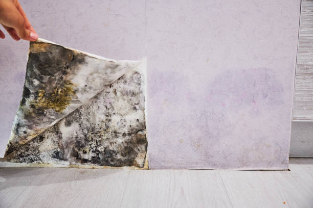 Best Attic Mold Remediation in Pleasant Hill, OH